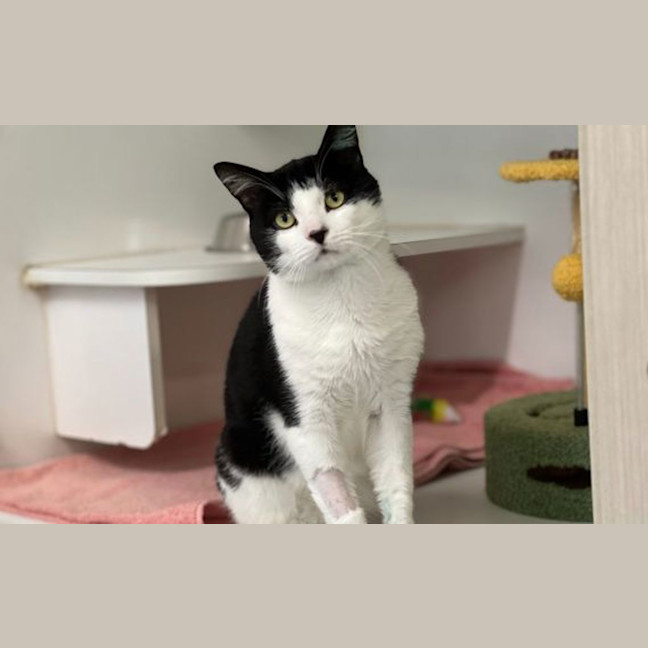 Photo of Louie