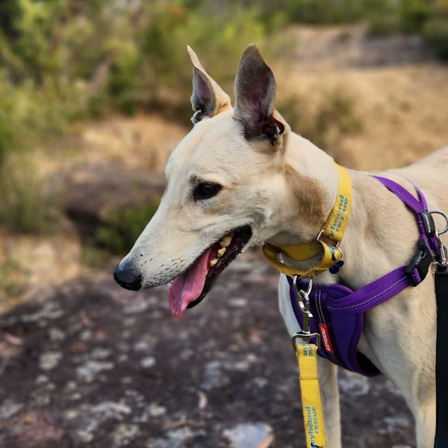 Photo of Tyson The Greyhound