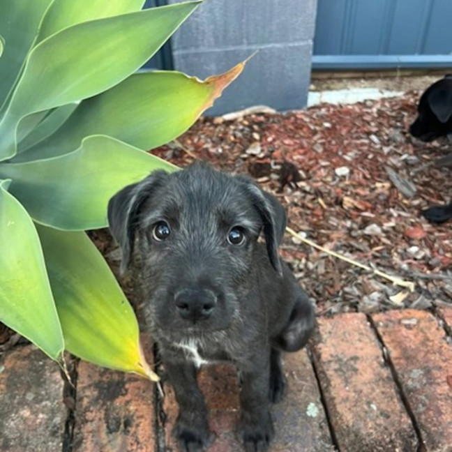 Photo of Stanley