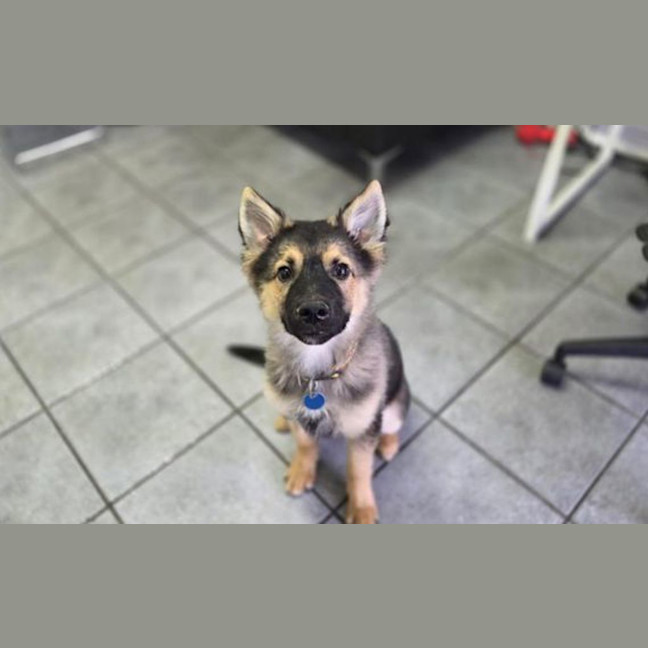 Photo of Archie