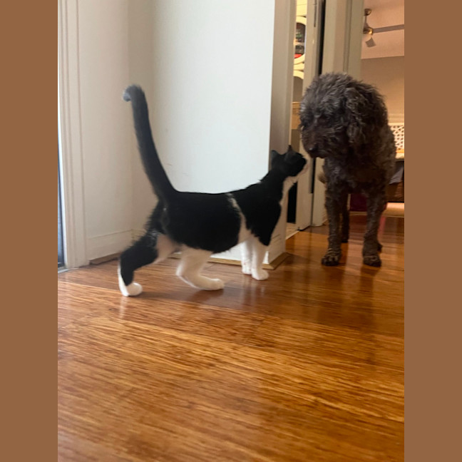 Photo of Cookie & Cream