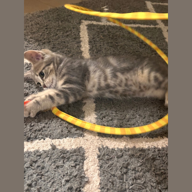 Photo of Kitty (Kale)