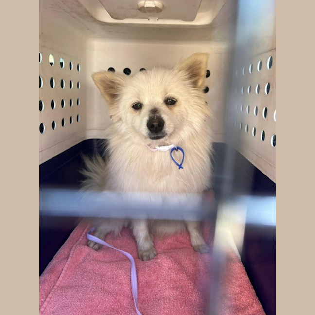 Photo of Wonton   10 Month Old Pomeranian X Spitz