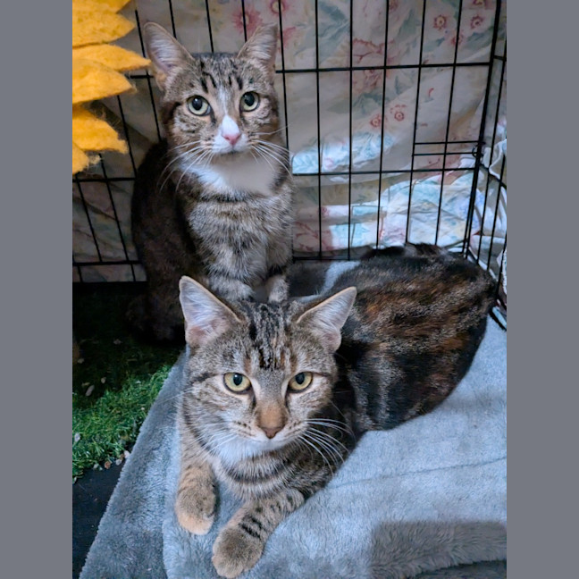 Photo of Miette And Blossom