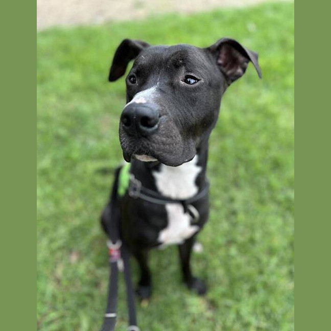 Photo of Bullet