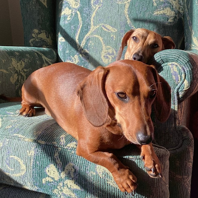 Photo of Max And Ace