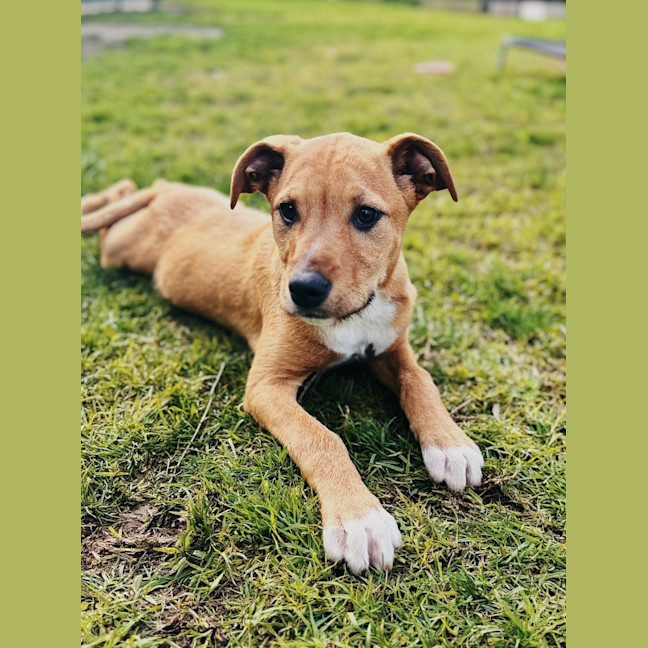 Photo of Comet