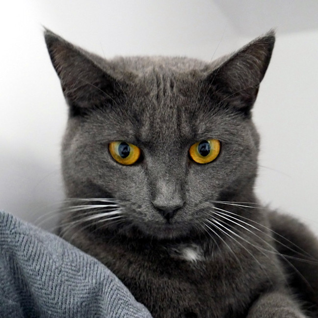 Photo of Scout Sua013583