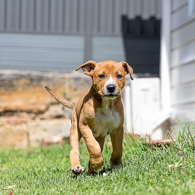 Photo of Biscuit