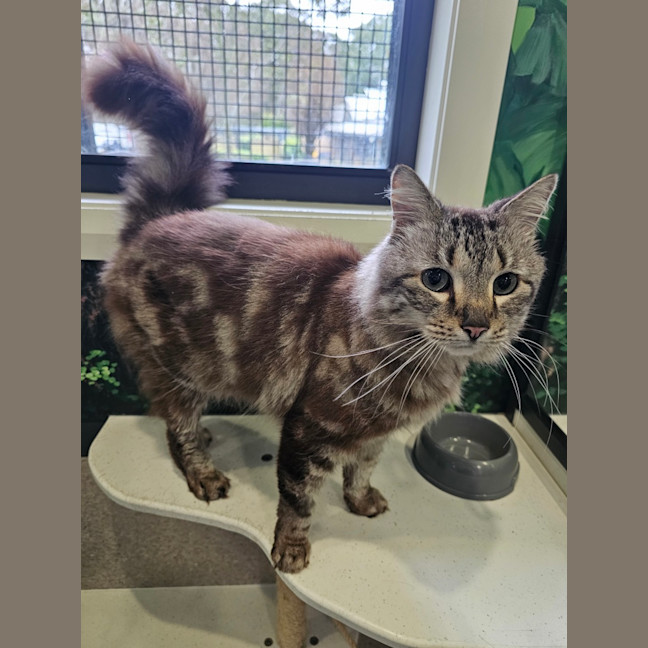 Photo of Lionheart