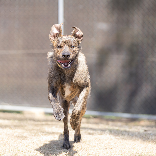 Photo of Caramel
