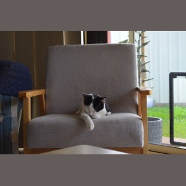 Photo of Oscar   4 Month Old Domestic Medium Hair