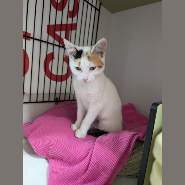 Photo of Patches