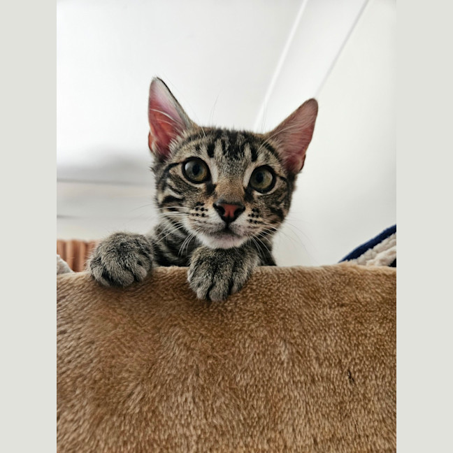Photo of Taylin