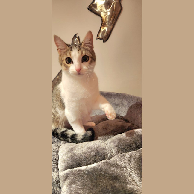 Photo of Christabel 