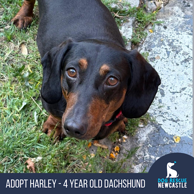 Photo of Harley   4 Year Old Dachshund