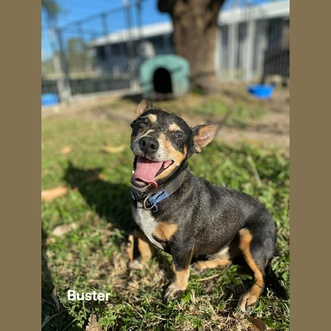 Photo of Buster