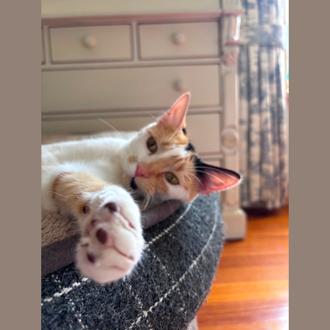 Photo of Clementine 