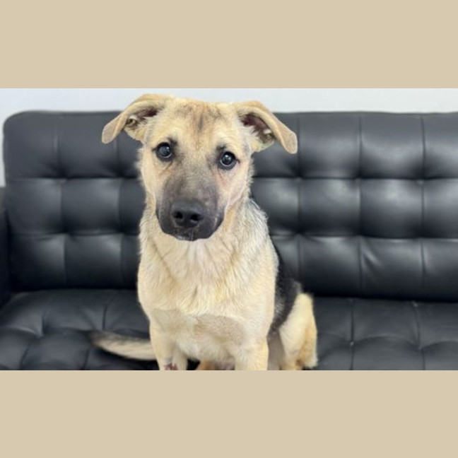 Photo of Onyx
