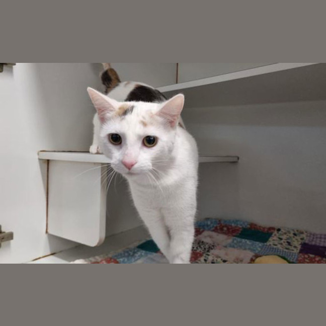 Photo of Peaches