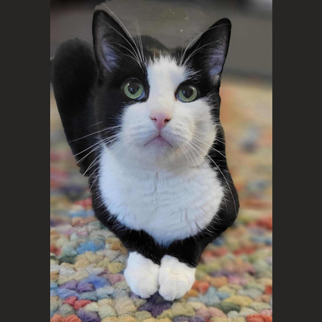 Photo of Loki & Pudding   Located In Coburg