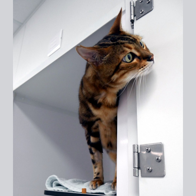 Photo of Mishka Sua013189