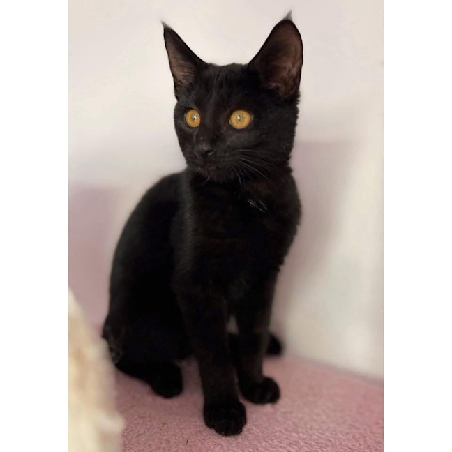 Photo of 12435   Waru