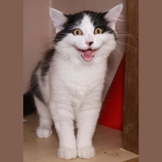 Photo of Skittles   Available Pet Quarters Belmont