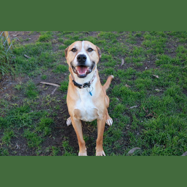 Photo of Toby