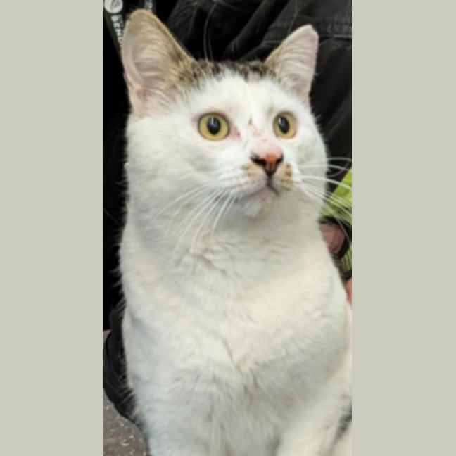 Photo of Munchkin Man