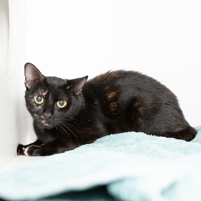 Photo of Callisto