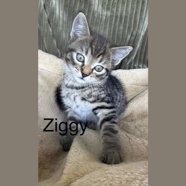 Photo of Ziggy