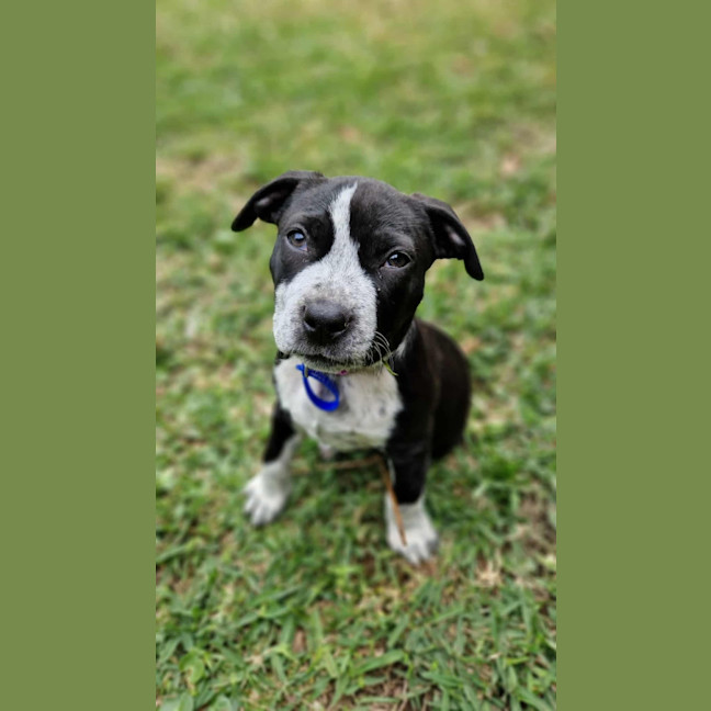 Photo of Maya   9 Week Old Cattle Dog X