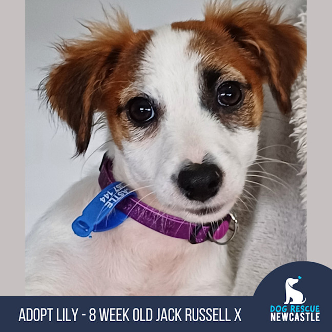 Photo of Lily   8 Week Old Jack Russell X