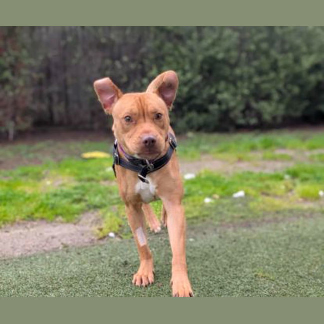 Photo of Rosco