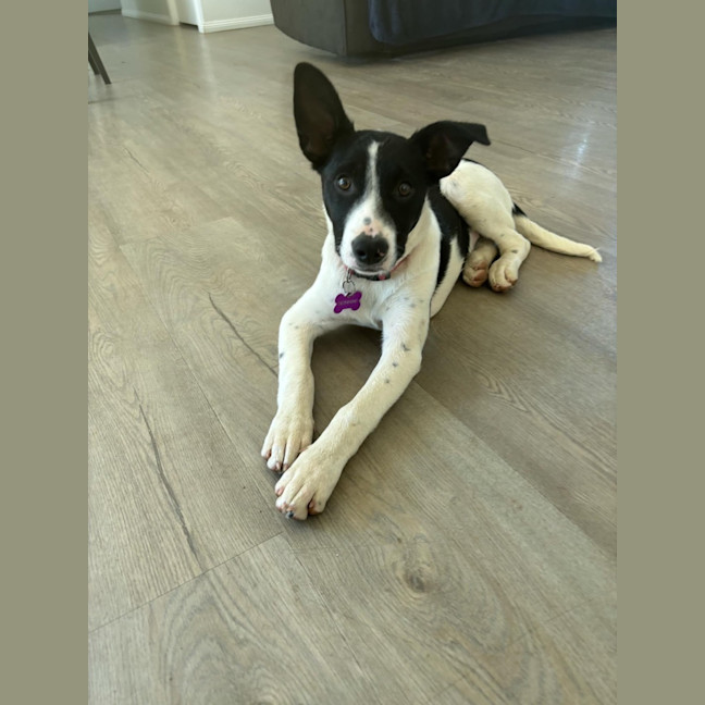 Photo of Bonnie