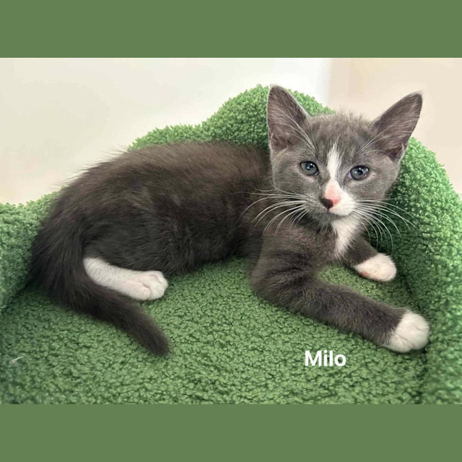 Photo of Milo