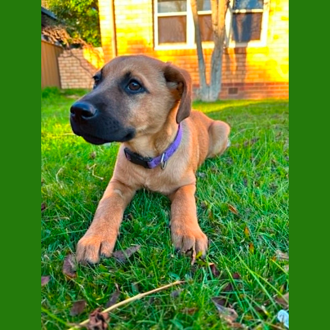 Photo of Lola