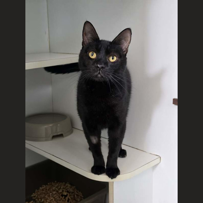 Photo of Salem