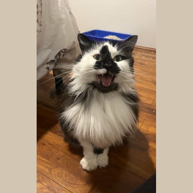 Photo of Misty