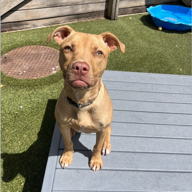 Photo of Cooper