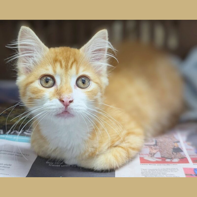 Photo of Butters