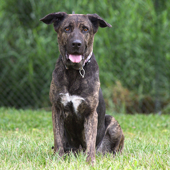 Photo of Iris