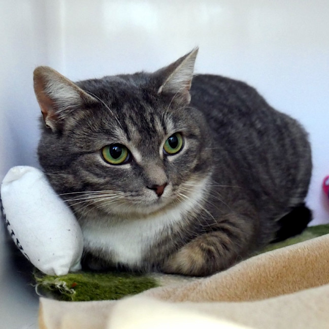 Photo of Petal Sta012770