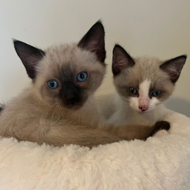 Photo of Nelson 🩵