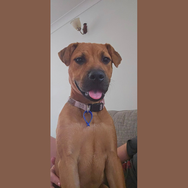 Photo of Winnie   5 Month Old Shar Pei X Staffy