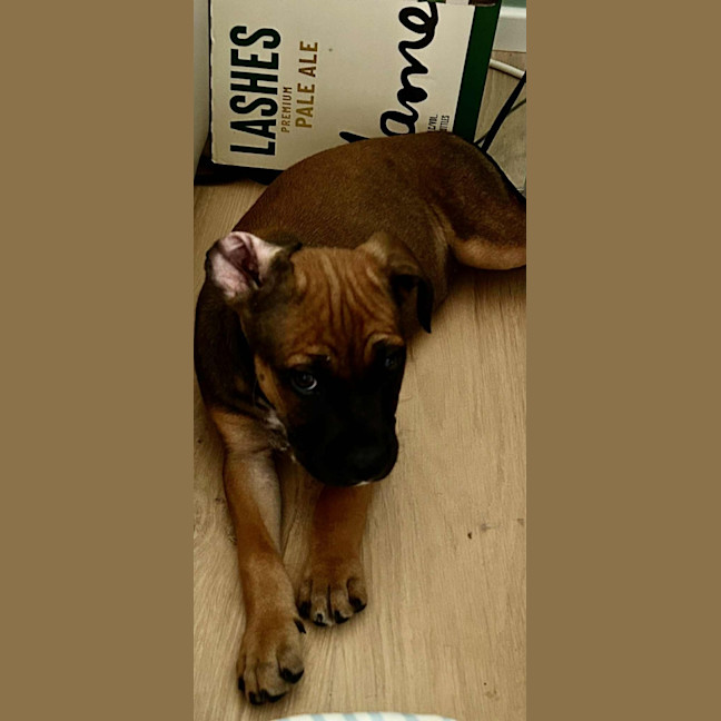 Photo of Spike   11 Week Old Kelpie X