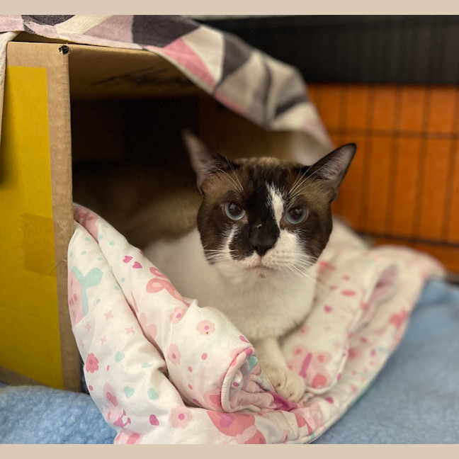 Photo of Custard