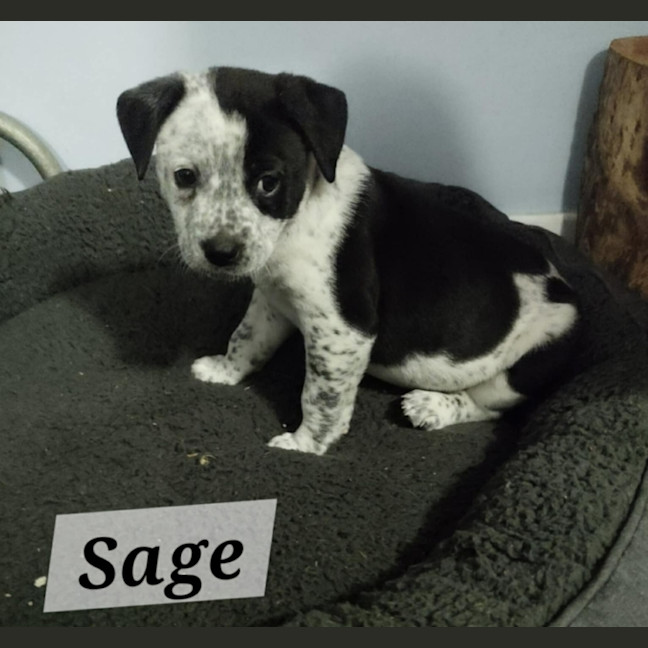 Photo of Sage