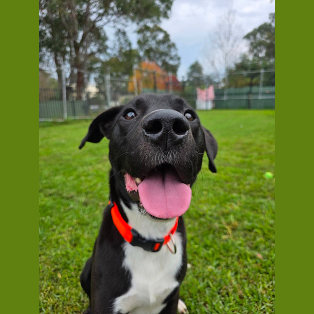 Photo of Fido